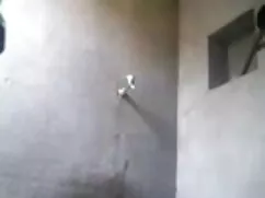 বাঁড়ার রস খাবার, পু ...